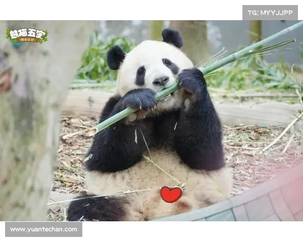 梦幻萌宠大熊猫:穿越奇幻冒险 梦幻萌宠大熊猫:穿越奇幻冒险